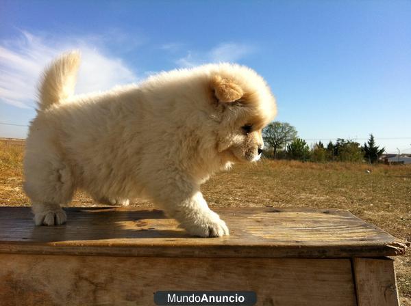 Chow Chow Blancos y rojos Disponibles para entregar