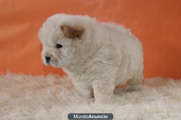 CHOW CHOW CON 2 MESES CACHORROS DE CALIDAD BLANCOS