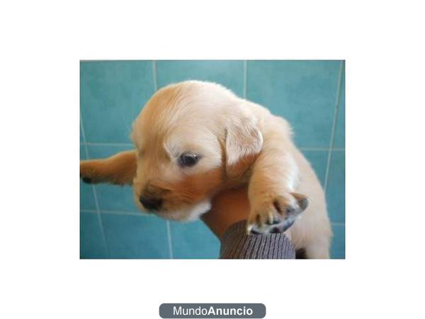 Golden Retriever, cachorros