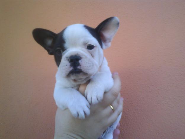 MAGNIFICA CAMADA DE BULLDOG FRANCES - 450€UROS-652919077