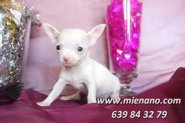 PERRITOS CHIHUAHUA TOY EN VENTA, ULTIMA CAMADA CAMBANUS(domingo, 20 de mayo )