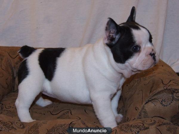 preciosos bulldog frances:alta calidad, cachorros con pedigree y total seguridad