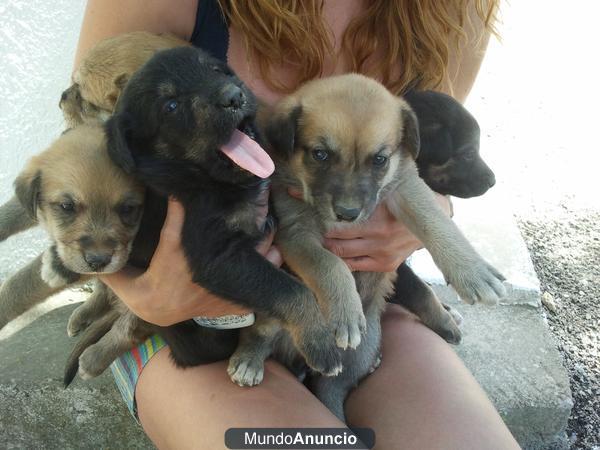 Se regalan cachorros