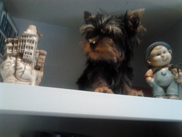 yorkshire terrier toy criado en casa