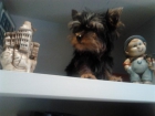 yorkshire terrier toy criado en casa - mejor precio | unprecio.es