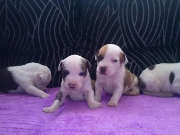 American staffordshire terrier