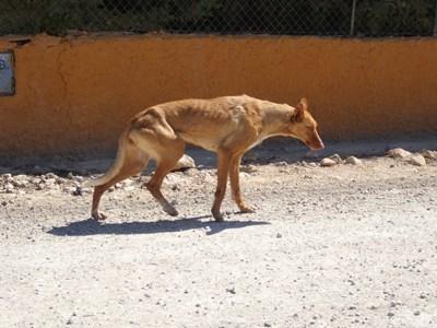 Ayuda para estos perritos¡¡¡