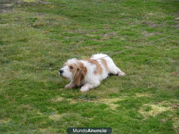 beagle cruce