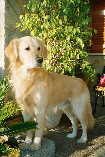 busco golden retriever hembra en zaragoza para cruzar