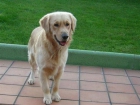 Cachorritas Golden Retriever (Pedigree) - mejor precio | unprecio.es