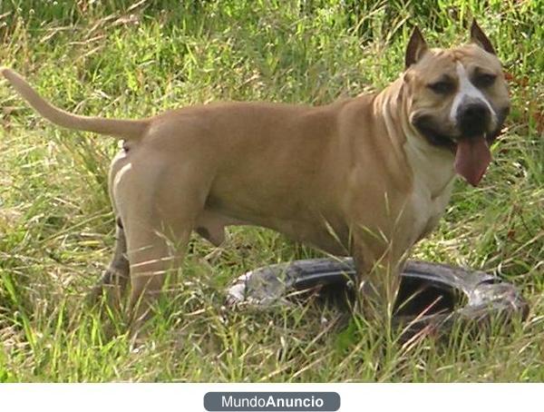 cachorros american stanford