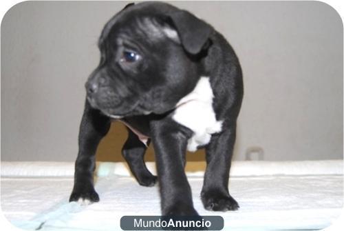 Cachorros de staffordshire bull terrier, excelente camadita