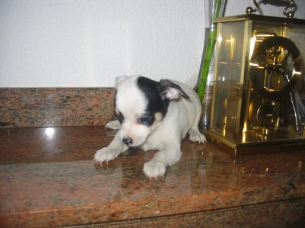 Chihuahua,macho,color blanco,pedigree 450 Eur.