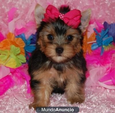 ME GUSTARIA QUE ME REGALASEN UNA PERRITA DE YORKIE