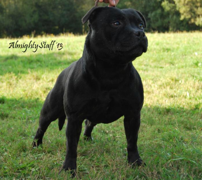 Staffordshire Bull Terrier abierto a montas