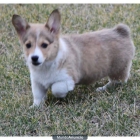 West Highland White Terrier - Westie cachorros. - mejor precio | unprecio.es