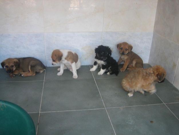 300 cachorritos para adoptar