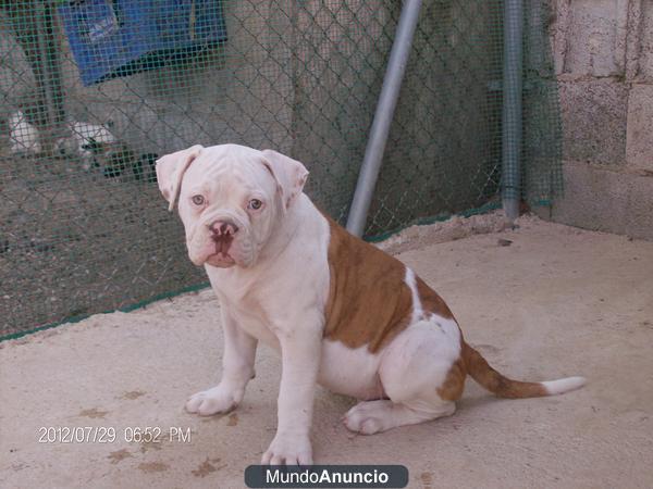 Bulldog americano con pedigree