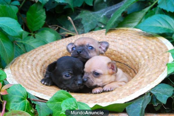 chihuahua de calidad cachorros de 1ª lineas con pedigre fotos reales