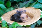 chihuahua de calidad cachorros de 1ª lineas con pedigre fotos reales - mejor precio | unprecio.es