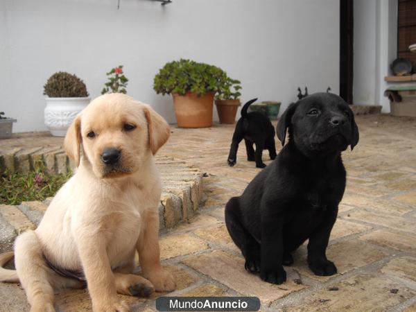 LABRADORES RETRIEVER