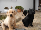 LABRADORES RETRIEVER - mejor precio | unprecio.es