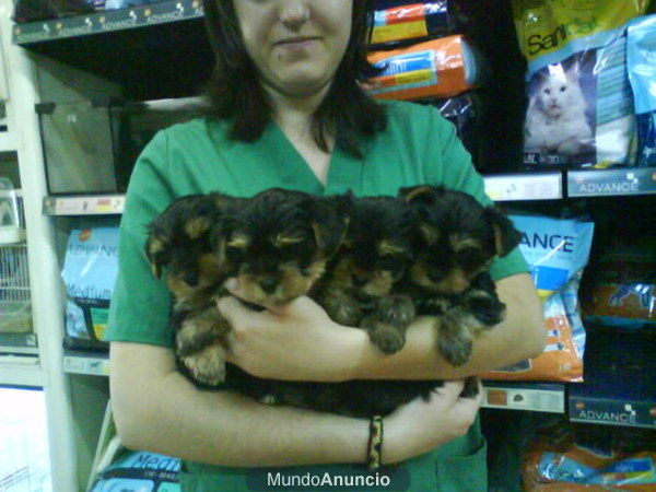 OFERTA! CACHORROS DE YORKSHIRE 430 EUROS