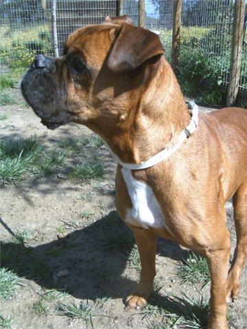 Totte, boxer busca familia responsable