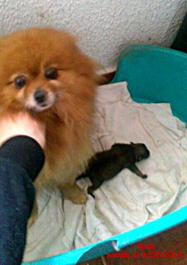 Venta o cambio de cachorro pomerania