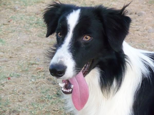 ◄▬ BORDER COLLIE, CACHORROS CON IMPRESIONANTE PEDIGREE ▬► 350  - España