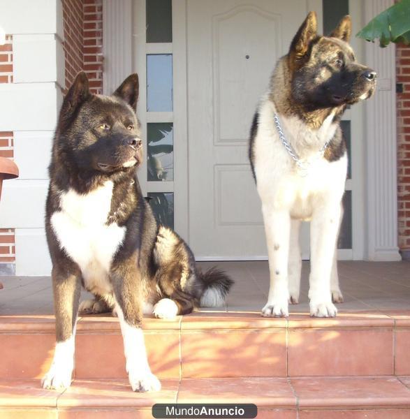 akitas americanos