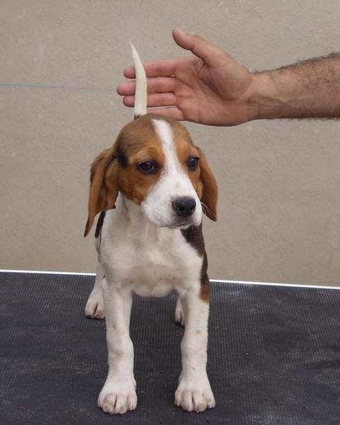 Beagles Tricolores, listos para su entrega