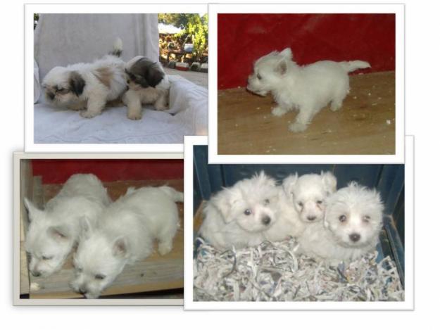 BICHON MALTES, SCHITZU, WESTY, excelentes cachorro