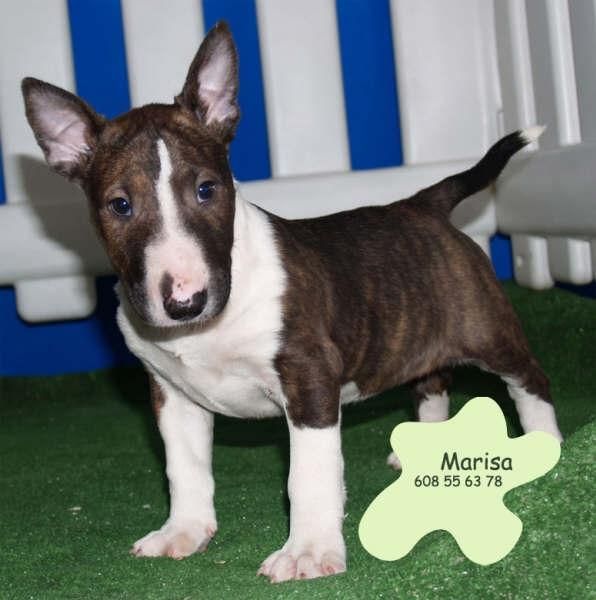 Bullterrier,adorables y baratos