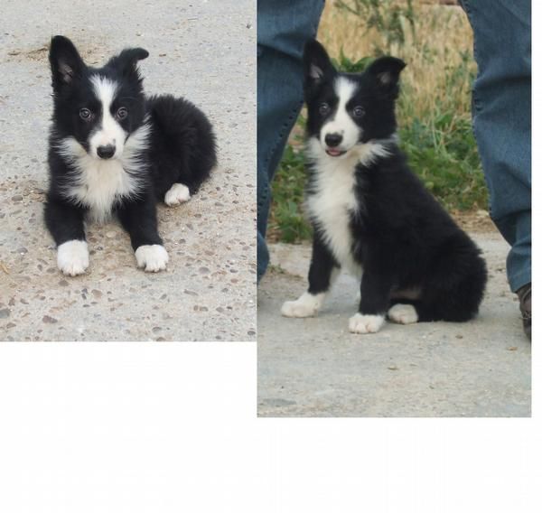 Cachorro macho de Border Collie