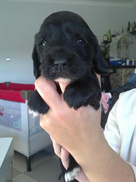 Cachorros de Cocker Spaniel