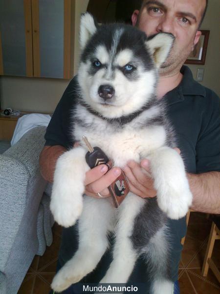 CACHORROS DE HUSKY CON PEDIGREE