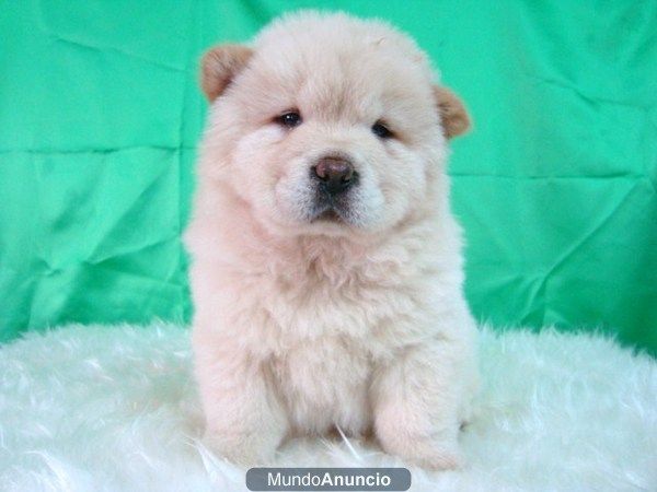 Chow Chow Blanco cachorros excelentes