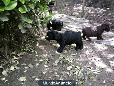 escelente camada de perro de aguas