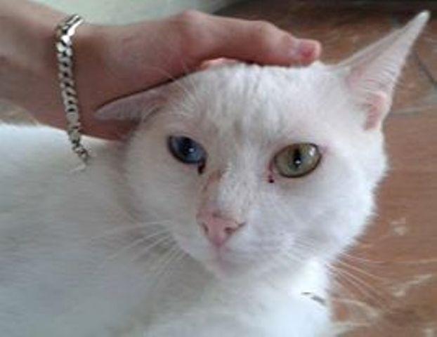 Gato Nieve, con un ojo azul y otro verde, lo han abandonado y espera un buen hogar