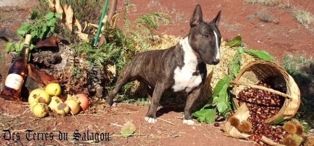 Marco Bull Terrier Miniatura PLL magnífico y sano propone salientes.