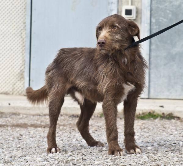 Marronet, precioso perro en adopción