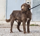 Marronet, precioso perro en adopción - mejor precio | unprecio.es