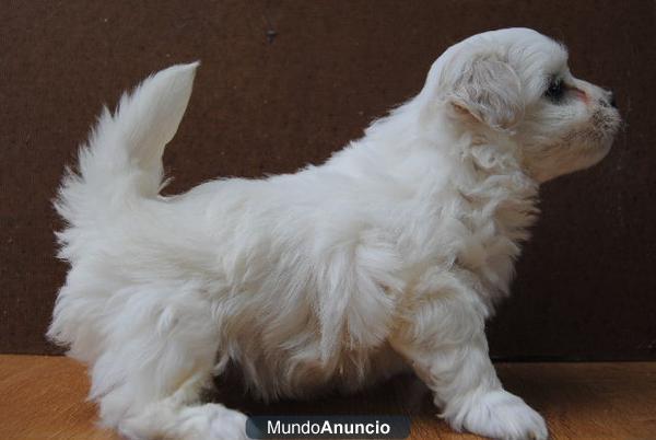 BICHON MALTES  LINEA AMERICANA, LOE