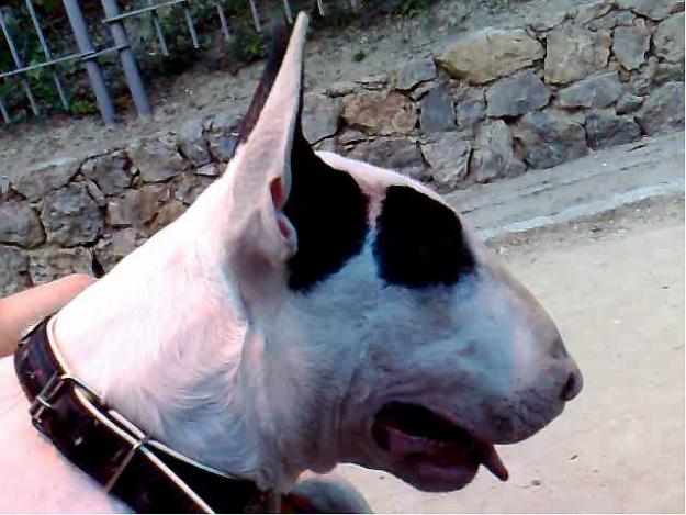 Bull terrier ingles para montas