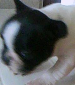 cachorrita bulldog frances 400 €