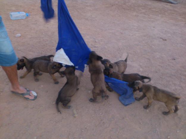 cachorros de pastor belga malinois