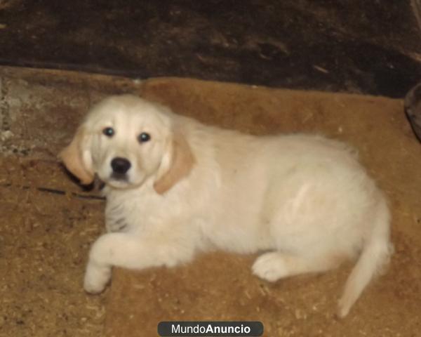 cachorros golden retriever 300€