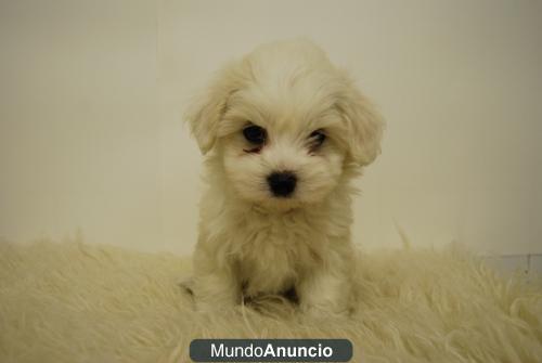 Camadita de bichon maltes, perritos en Madrid