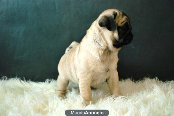 Carlinos Pug Machos y Hembras Con 2 Meses Con Pedigre !!!